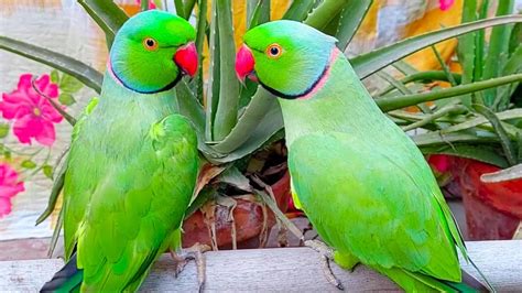 Two Beautiful Male Ringneck Talking Parrots Green Parrots Speaking And Dancing With Each