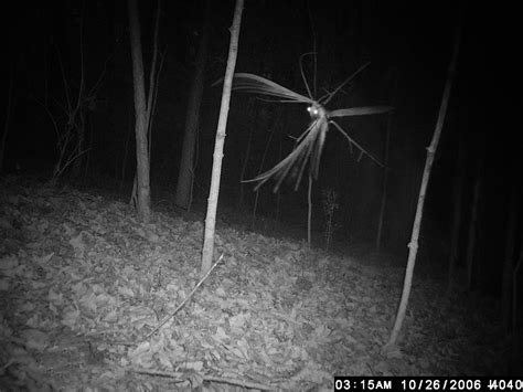 Strange Trail Cam Pictures Recovered From A Now Defunct Hunting Forum October 2006 Photoshop