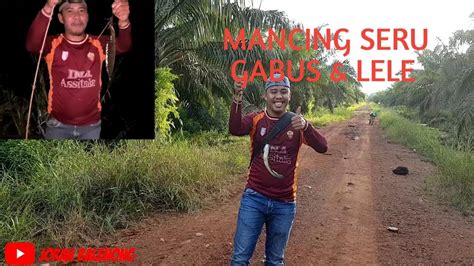 Mancing Ikan Gabus Dan Lele Lembat Di Rawa Gambut Youtube