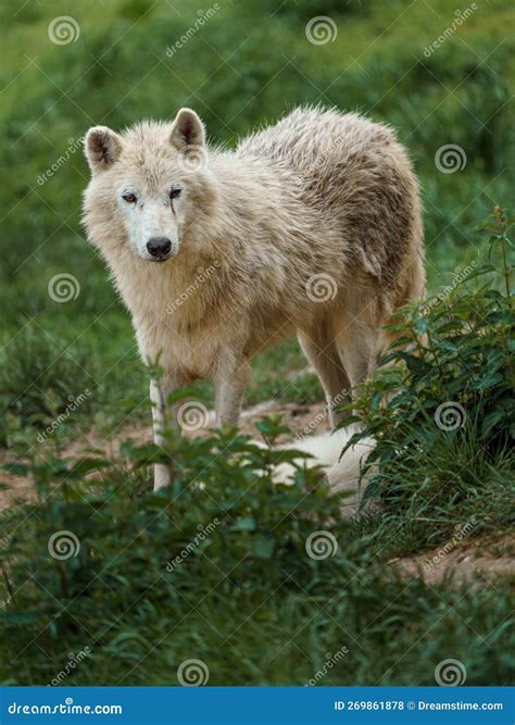 Hudson Bay Wolf Canis Lupus Hudsonicus Subspecies Of The Wolf Canis