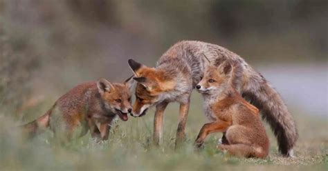 Fox Behavior - AnimalBehaviorCorner