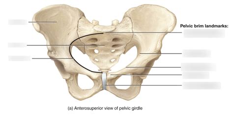 Pelvic Brim Diagram | Quizlet