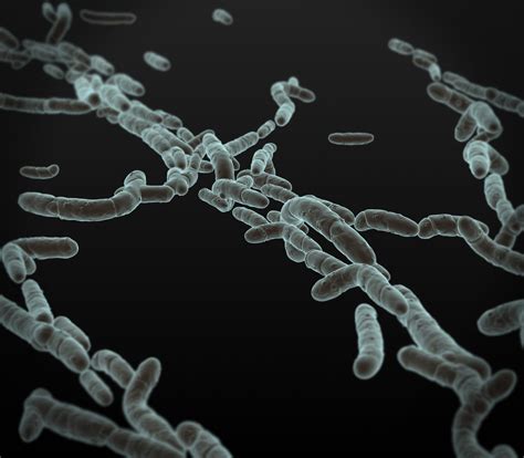 Bacteria Actinobacteria max obj 3D Model $9 - .max .obj - Free3D