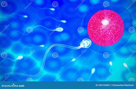 The Sperm Fertility From Men S Is Directed Towards The Egg Bubble After Sex To Do Human Mating