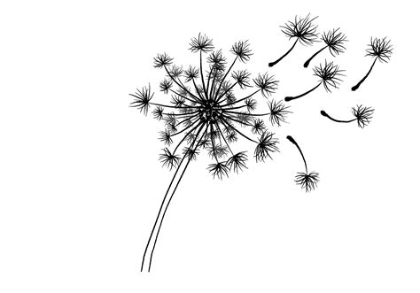 How To Draw A Dandelion Design School