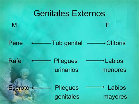 Anatomia Del Aparato Reproductor Fem PPT Descarga Gratuita