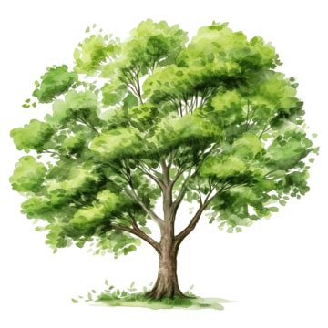 Watercolor Painting Tree Green Png White Background Png Tree