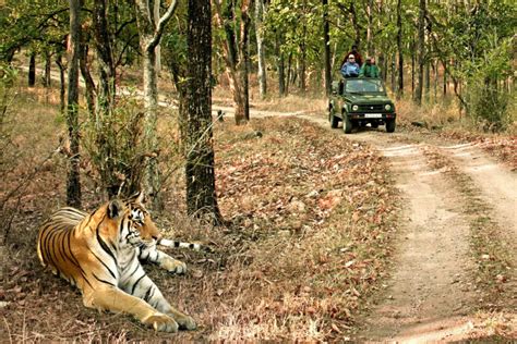 Bandhavgarh National Park – Wildlife Safari in India