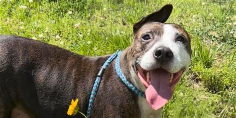 Van Gogh A One Eared Dog In Desperate Need Of A New Home Paints His