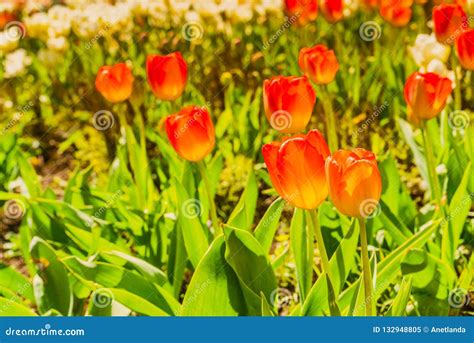 Garden with Many Orange Tulips Stock Image - Image of flower, botanical ...