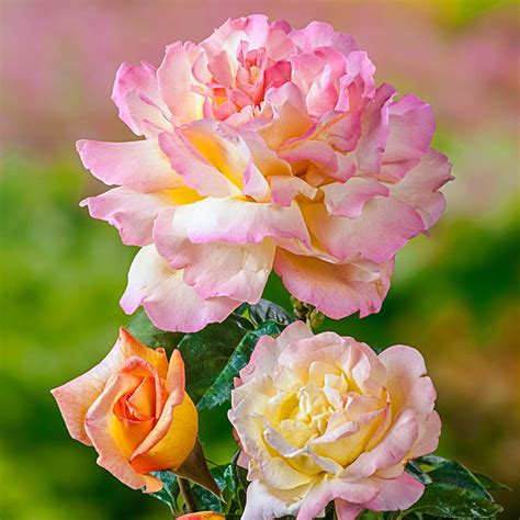 Peace Hybrid Tea Rose | Shop Roses | Save at Breck's