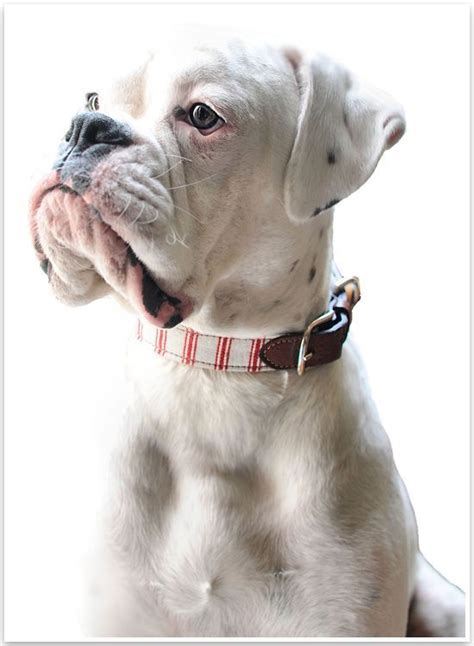 What A Great Face Boxer Dalmatian Makes One Fine Collar Model