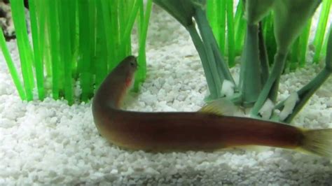 Kuhli Loach - A Comple Species Profile, Care and Guide