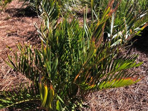 Weekly “what Is It” Coontie Uf Ifas Extension Escambia County