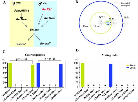 Loss Of Sex Determination Pathway Genes Impairs Male Courtship And