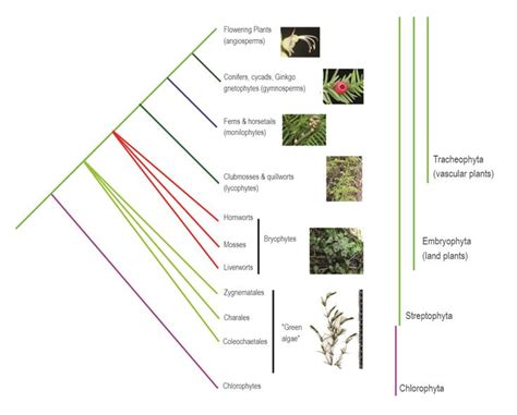 Phylogenetic Tree of Green Plants