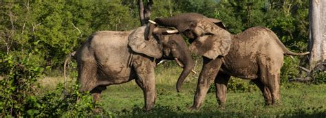 4 Best Wildlife, landscapes and nature Tours in Ghana – Compare Prices ...