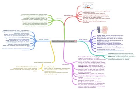 Biology {Reproduction in Humans}: 🦑 - Coggle Diagram