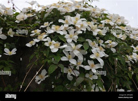 Clematis Montana Alba Flowers In Uk During Spring Stock Photo Alamy