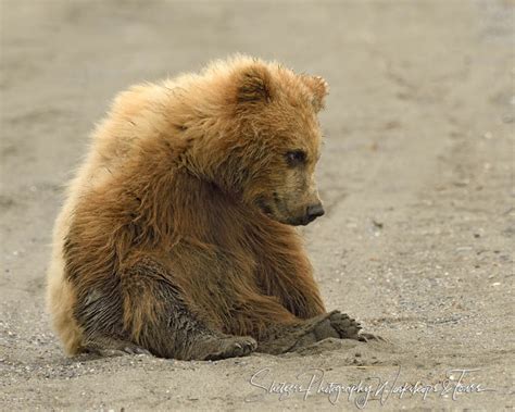 Cute Bear Cubs Day At The Beach Shetzers Photography