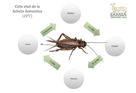 Llᐈ Cómo Funciona La Metamorfosis En Los Grillos Ciclo De Vida