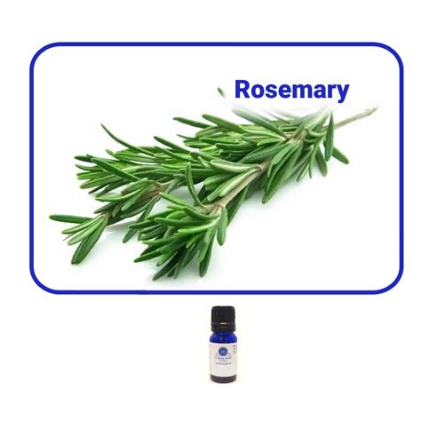 Rosemary Essential Oil Essentially Grateful