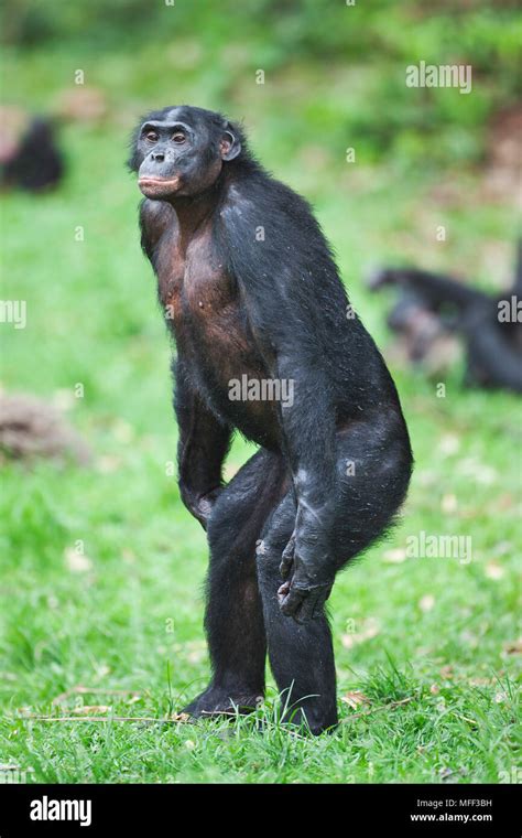 Bonobo Pygmy Chimpanzee Pan Paniscus Adult Portrait Sanctuary Lola Ya Bonobo Chimpanzee