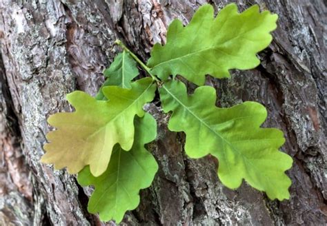 17 Great Types Of Oak Trees In Georgia ProGardenTips