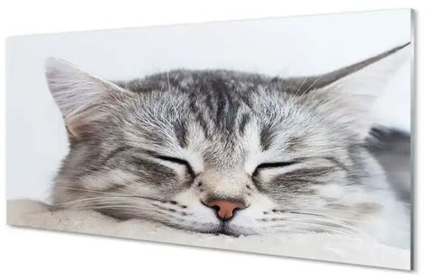 Quadro In Vetro Gatto Che Dorme 100x50 Cm BIANO