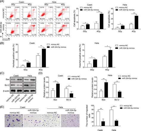 Mir‐324‐5p Notably Increased The Inhibitory Effect Of Ir On The Growth Download Scientific