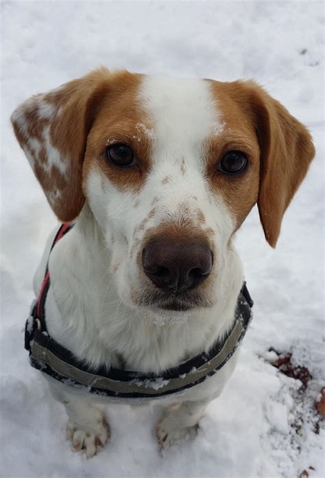 Dog Loyal To Brown Eyes - Free photo on Pixabay - Pixabay