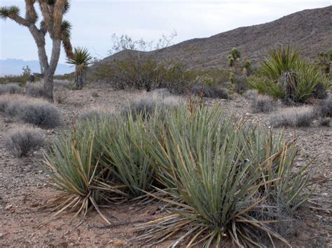 Three Species Of Mojave Desert Yucca Oblog