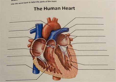 The Human Heart Labeling Diagram Quizlet