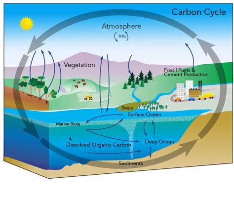 Le Cycle Du Carbone Parlons Sciences