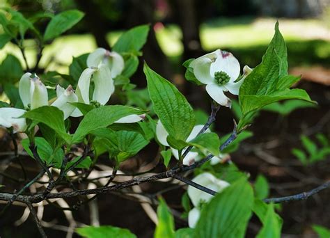 Dogwood White Flower - Free photo on Pixabay