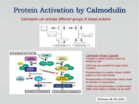 Ppt Roles Of Calcium Powerpoint Presentation Free Download Id 3506528