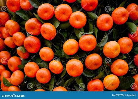 Frutti Delle Arance Agli Alberi Di Mandarino Fotografia Stock