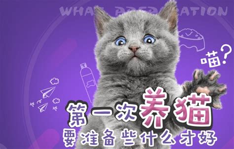 新手养猫要准备些什么养猫注意事项猫咪新手注意事项新浪新闻