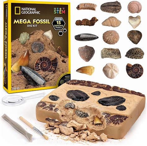 Amazon.com: NATIONAL GEOGRAPHIC Mega Fossil Dig Kit - Excavate 15 ...