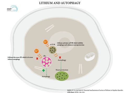 Lithium Mechanism Of Action