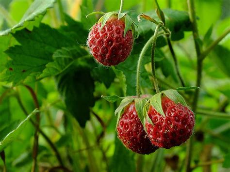 Полуника Ягоды Фото – Telegraph