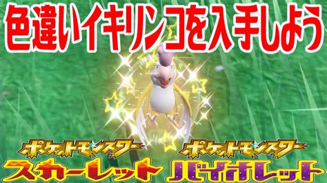 【ポケモンsv】色違いイキリンコイエローフェザーを入手しよう【ポケットモンスター スカーレット・バイオレット】pocket