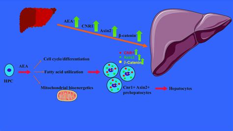 Schematic Representation Of Similar Molecular Events In Liver Download Scientific Diagram