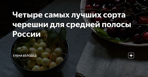 Четыре самых лучших сорта черешни для средней полосы России | Елена ...