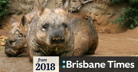 Secret Sex Lives Of Wombats Reveal Bum Biting Behaviours