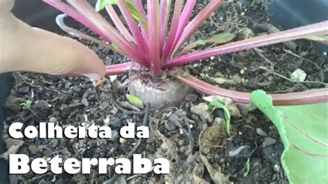 Colheita Da Beterraba YouTube