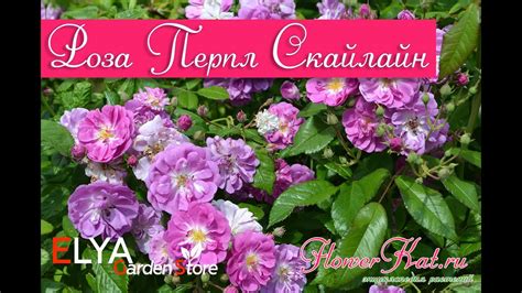 Роза Перпл Скайлайнер / Purple Skyliner - YouTube