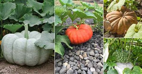 Diferentes Tipos De Variedades De Calabaza Goodgardenthing