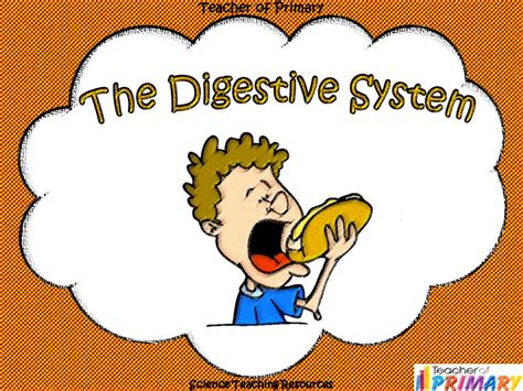 The Digestive System Powerpoint Presentation And Worksheets By