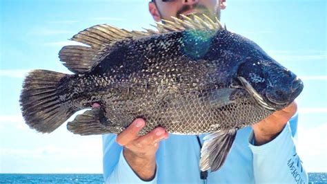 Catching The Best Tasting Fish Sight Fishing Tripletail On Crab Trap